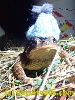 /home//u458753944/public_html/sourcegallery/////Roxborough Toad Detour/2022/2022-04-14 and 04-13/P4140999.JPG